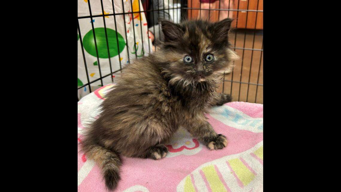Cinder, a male tortoiseshell kitten, was brought to the humane society April 30 in Bend, Oregon.