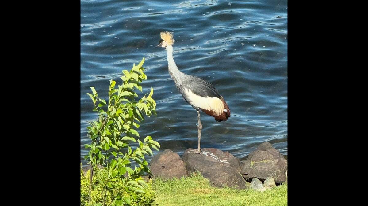 The endangered crown crane is pictured outside of the Washington zoo.