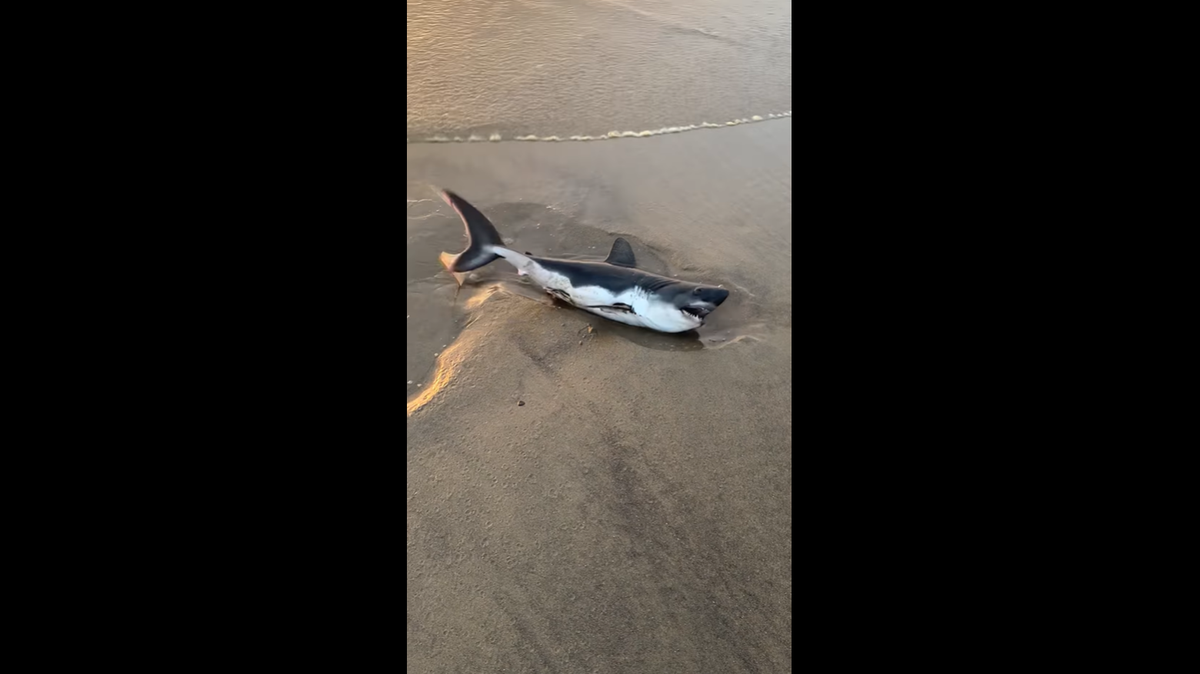 A couple found a stranded shark Sept. 12 in Rockaway Beach, Oregon, so they helped it return to the ocean.