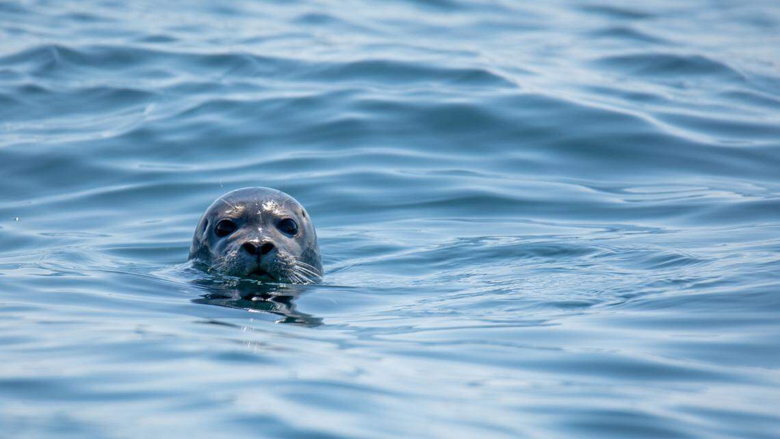 A harbor seal (not the one pictured) bit a woman in August as she was swimming off Decatur Island in Washington.
