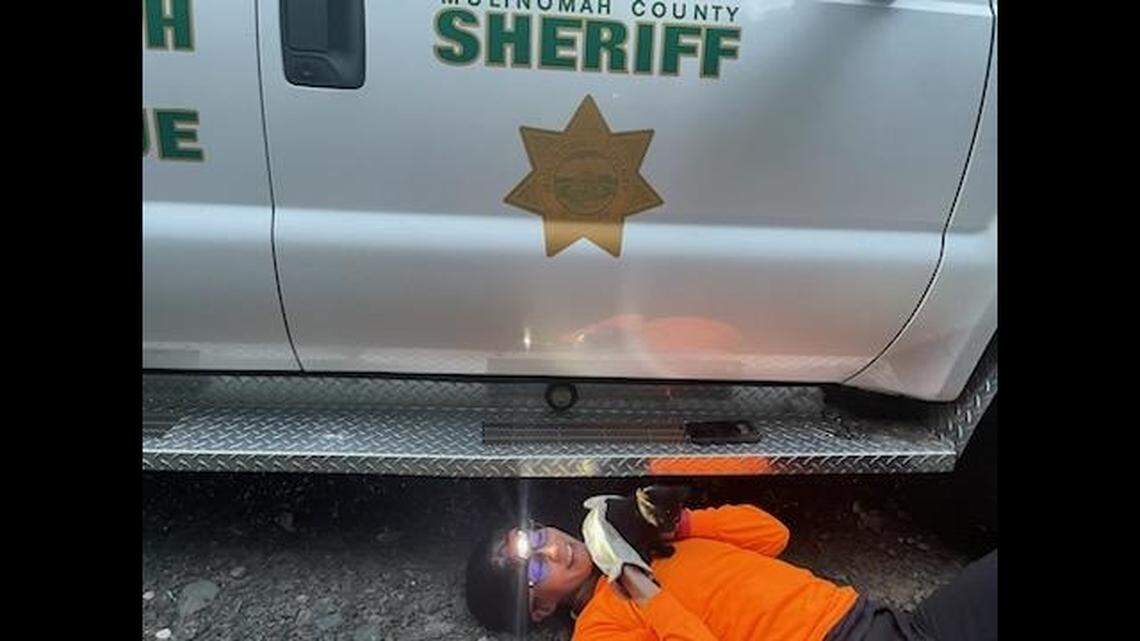 The kitten hitched a ride in a search and rescue truck.