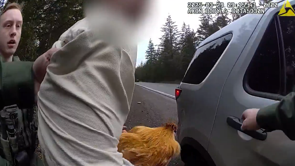 A man is seen putting a chicken in a patrol vehicle after deputies say he stole it from his ex-girlfriend’s home in Washington.