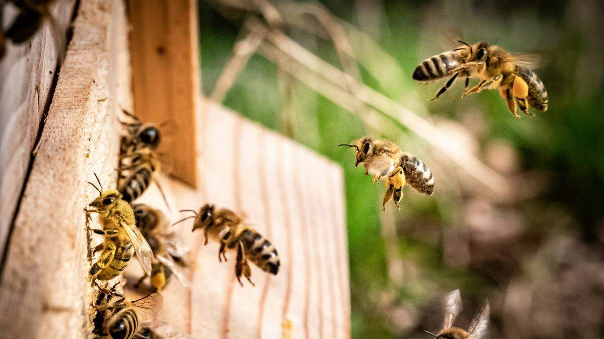 Beekeepers rescued bees from four hives that fell from a vehicle onto Highway 902, Washington, officials say.