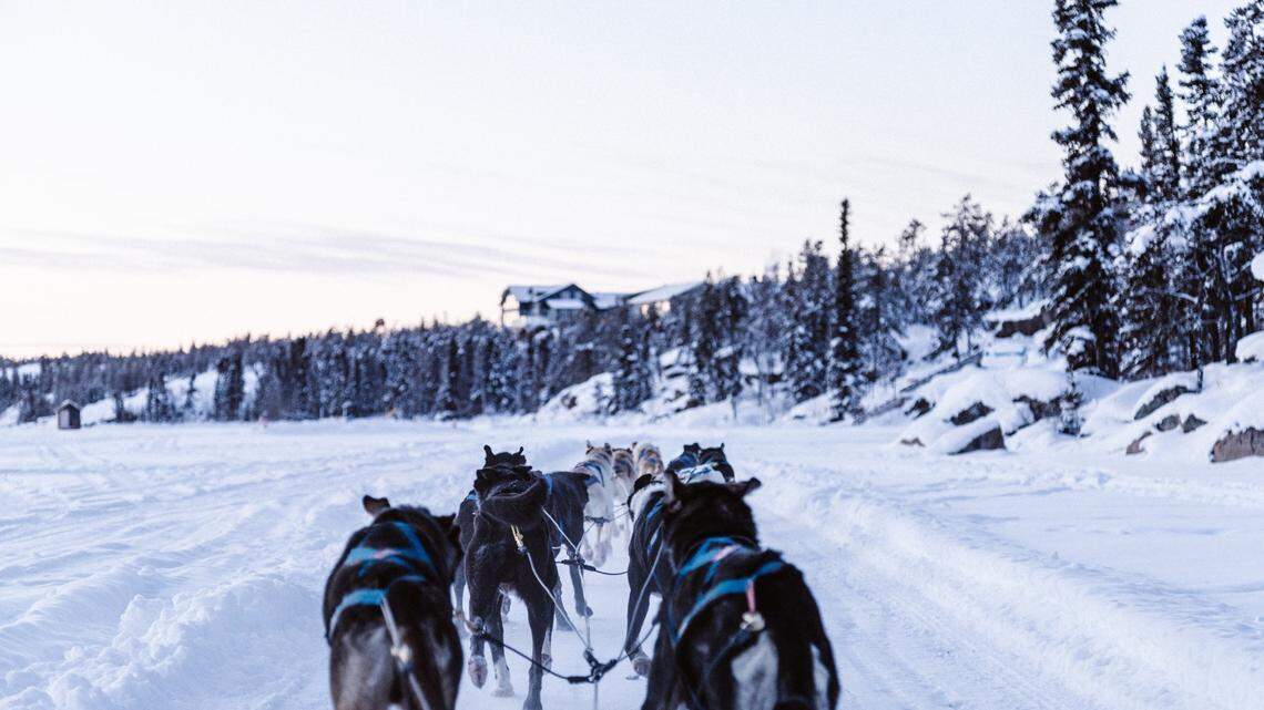 Three dogs (not the ones pictured) died after they were struck by a snowmachine Dec. 11 on the Denali Highway in Alaska, troopers said.