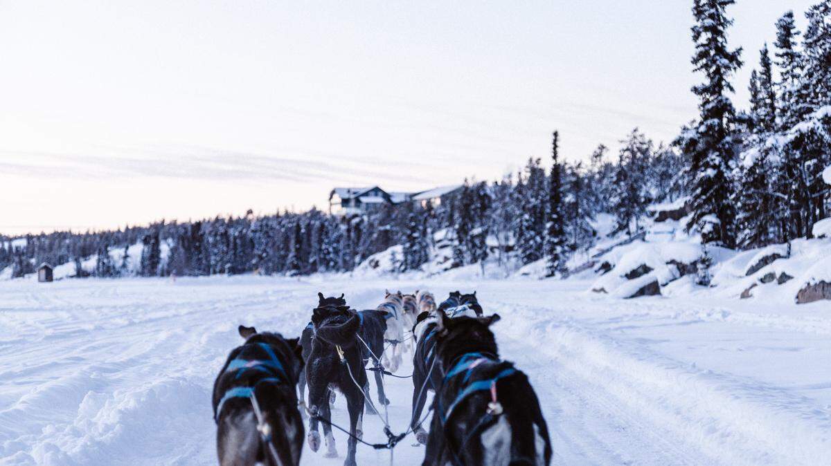 Three dogs (not the ones pictured) died after they were struck by a snowmachine Dec. 11 on the Denali Highway in Alaska, troopers said.