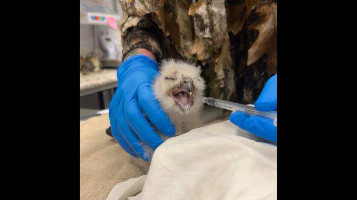 Days after a nestling great horned owl fell from its Oregon nest, it got a happy reunion with its family