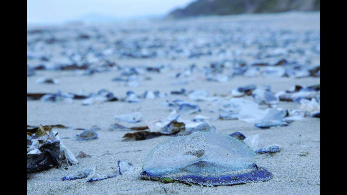 Velella velella photographed in 2017, when the creatures stranded en masse on Newport’s South Beach. “Blue tides” of tiny sea creatures are currently blanketing the beaches off the coast of Oregon.