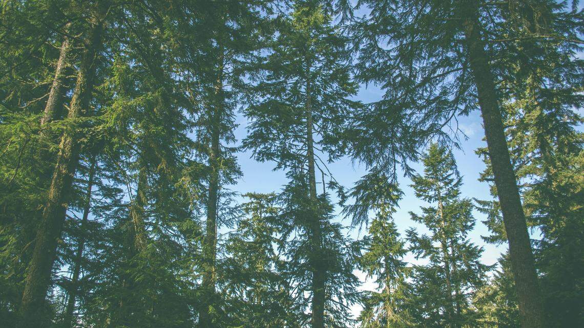 A missing camper was found hungry in the woods after getting lost near Paulina Lake in Oregon, deputies said.