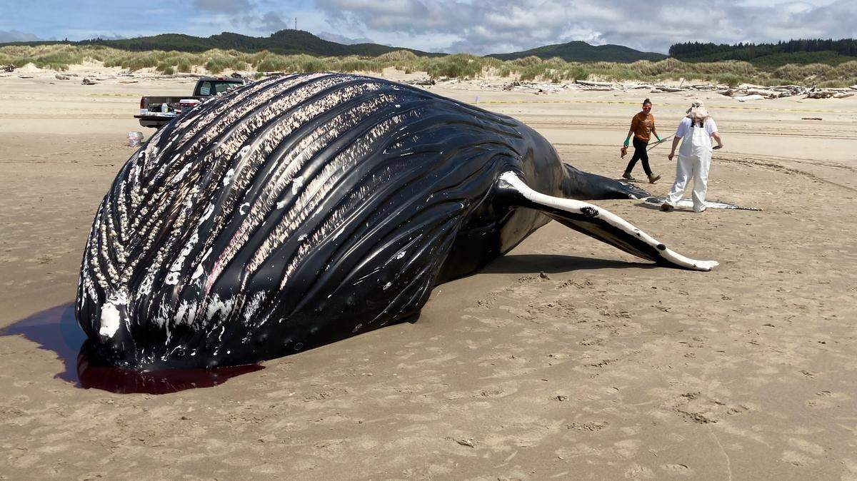 Researchers are seen measuring and taking samples from the humpback whale May 27 in Nehalem Bay State Park in Oregon.