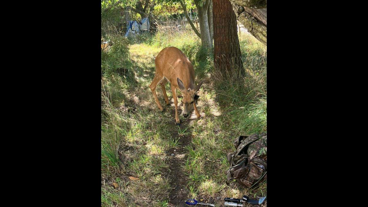 The doe stands after waking from anesthesia.
