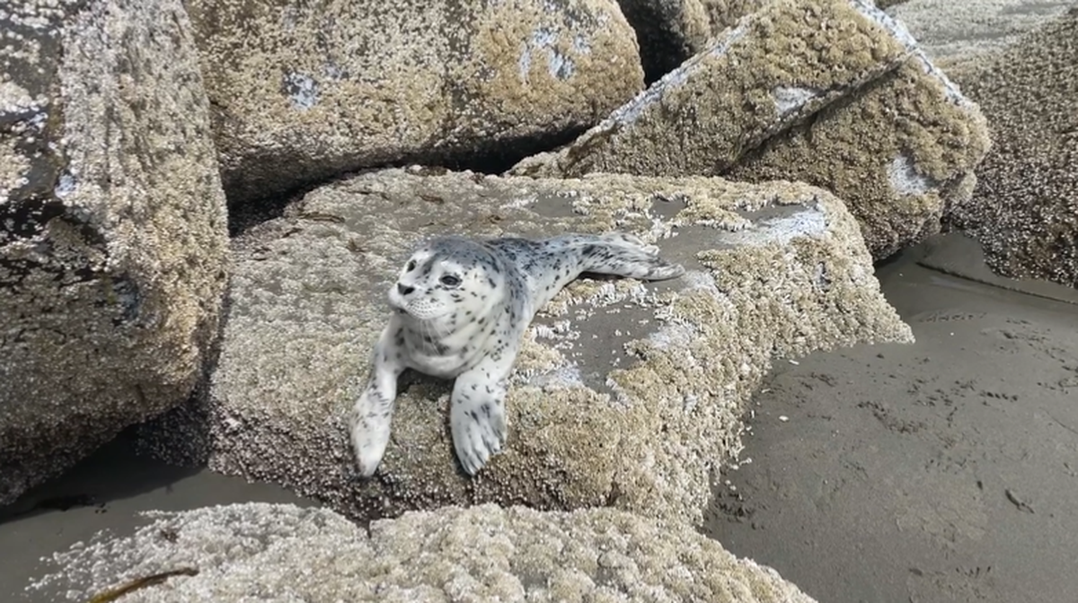 Attempting to rescue harbor seal pups can be harmful or even fatal for the young animals, experts say.
