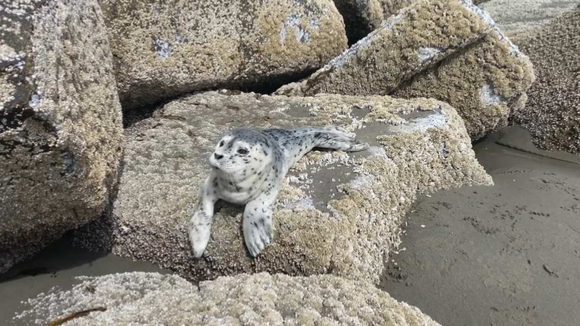 A harbor seal pup is pictured. The marine animals are often found alone on Oregon beaches at this time of the year, but the public shouldn’t worry, experts say.