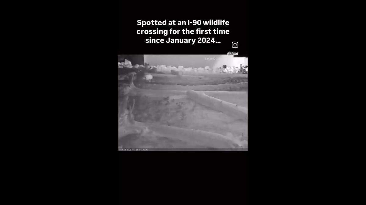 An elusive apex predator was spotted in Washington for the first time in over a year, state transportation officials said.