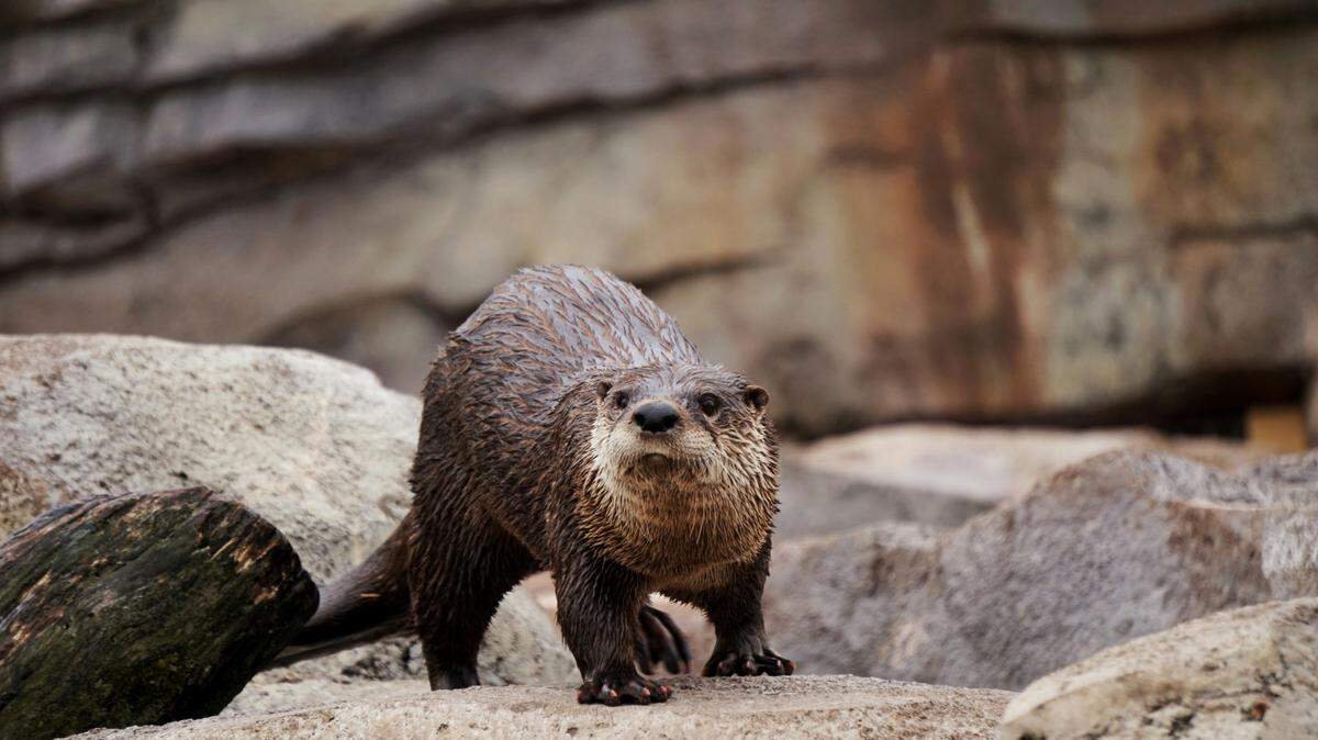 File photo of an otter. A young child was attacked by an otter at a dock in Bremerton, Washington.