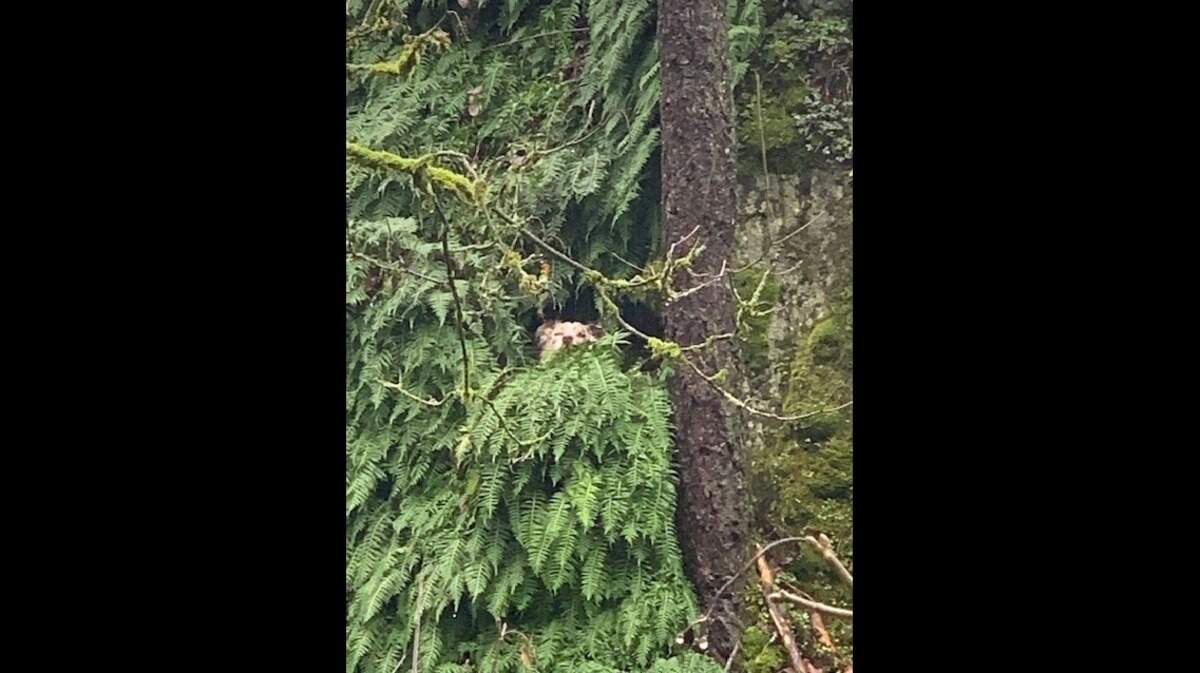 A dog was rescued after falling from an Oregon trail and getting trapped on a steep cliff, rescuers said.