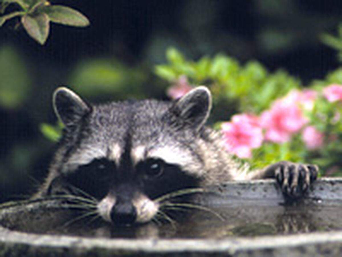 The Revised Code of Washington prohibits ownership of raccoons due to risk of rabies infection.