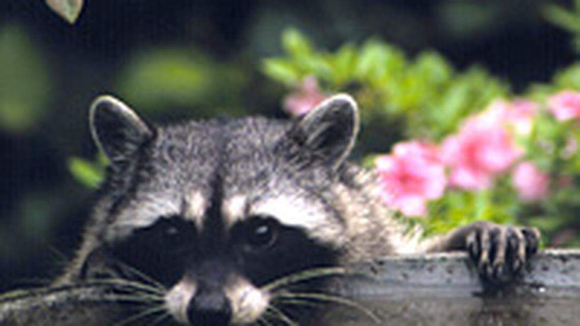 Aggressive raccoon encounters have become so common in an Oregon neighborhood some residents have posted handmade warning signs and even fought back against the critters while walking their dogs. At least one person and three dogs have been bitten, officials say.