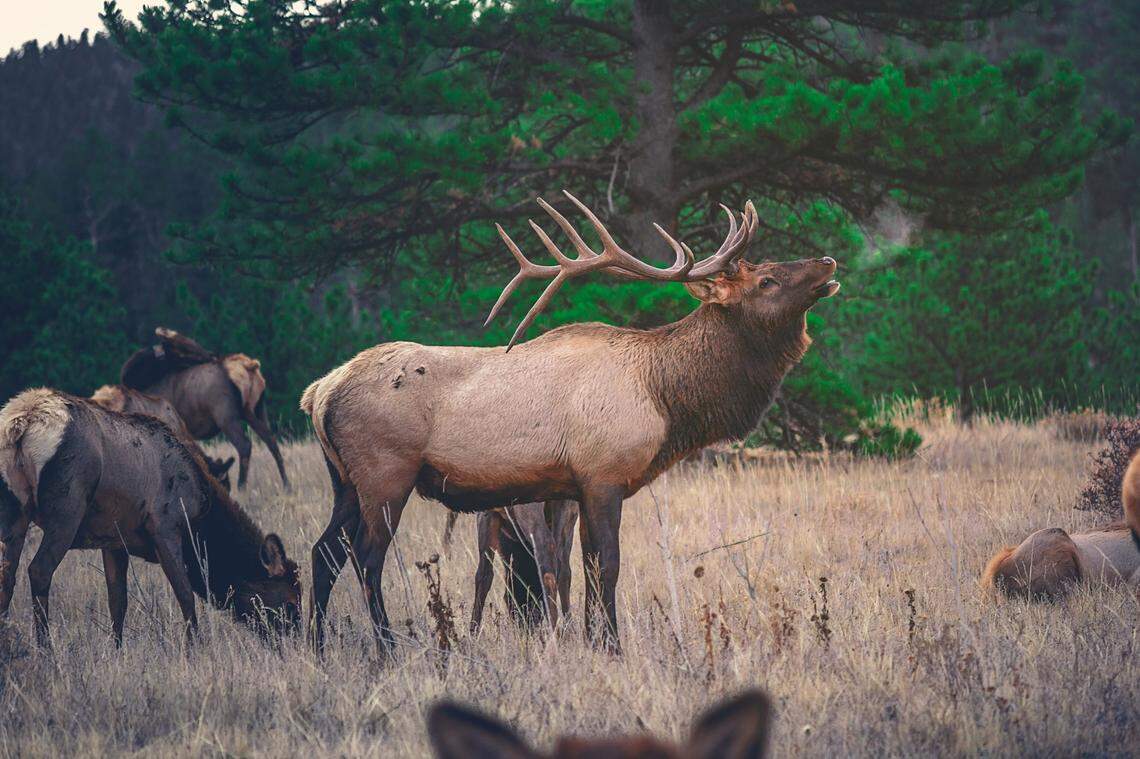 Washington state allows people to salvage the carcasses of elk or certain species of deer killed by motor vehicles.
