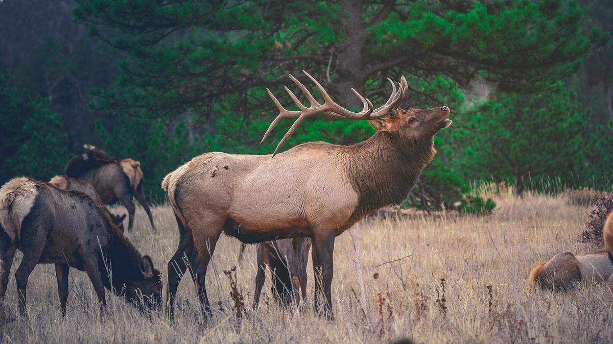Six people face 34 charges connected to poaching several bull elk and mule deer bucks, Montana game wardens said.