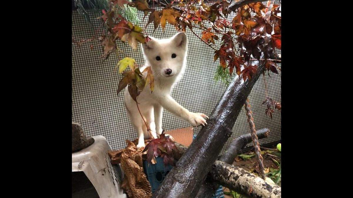 The Arctic fox found in Portland, Oregon, is pictured. She is food-motivated and likes to climb.