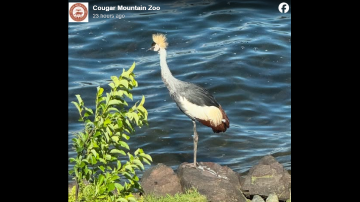 An East African crowned crane has been on the loose for days in Washington.