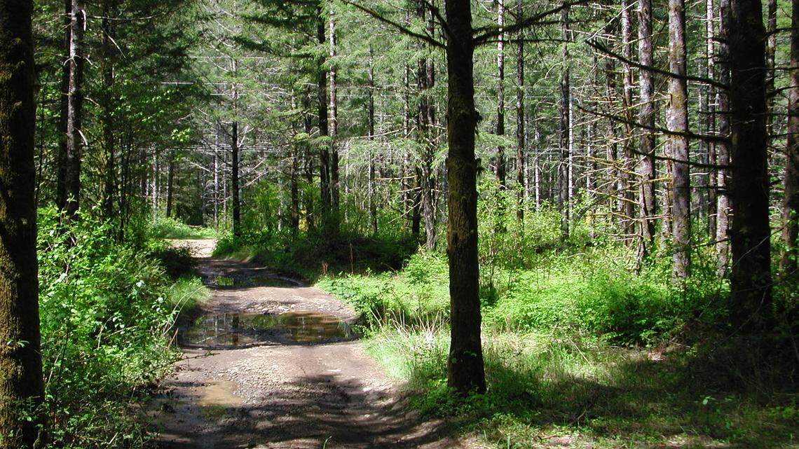 This photo shows a forest road in the Tillamook State Forest. An 82-year-old got lost in the woods while hunting on Sept. 7.