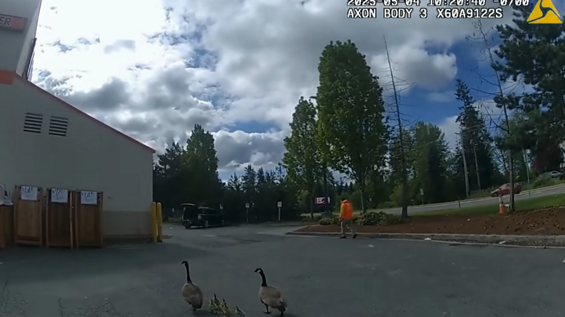 ‘Confused’ goose family ends up in busy WA parking lot. Cop makes a cute rescue