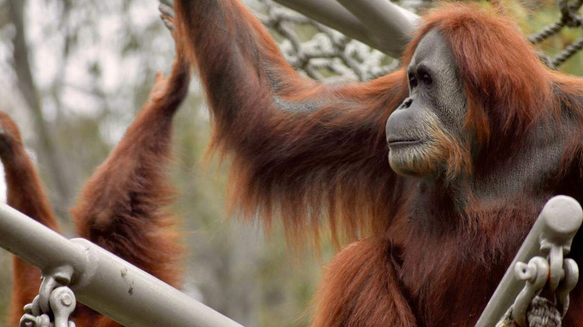 An orangutan (not the one pictured) has been deemed safe after biting a zoo worker in Seattle.
