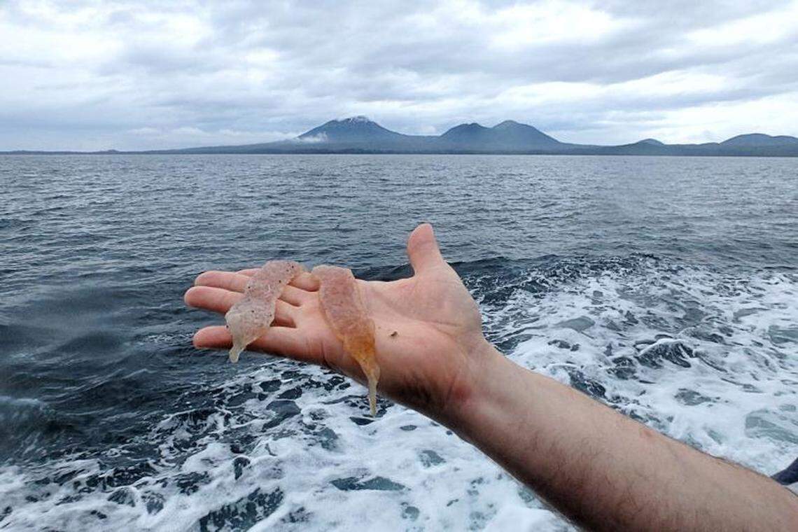 Pyrosomes made their way to Alaska in 2017 in “a never-before-seen phenomenon,” according to NOAA.