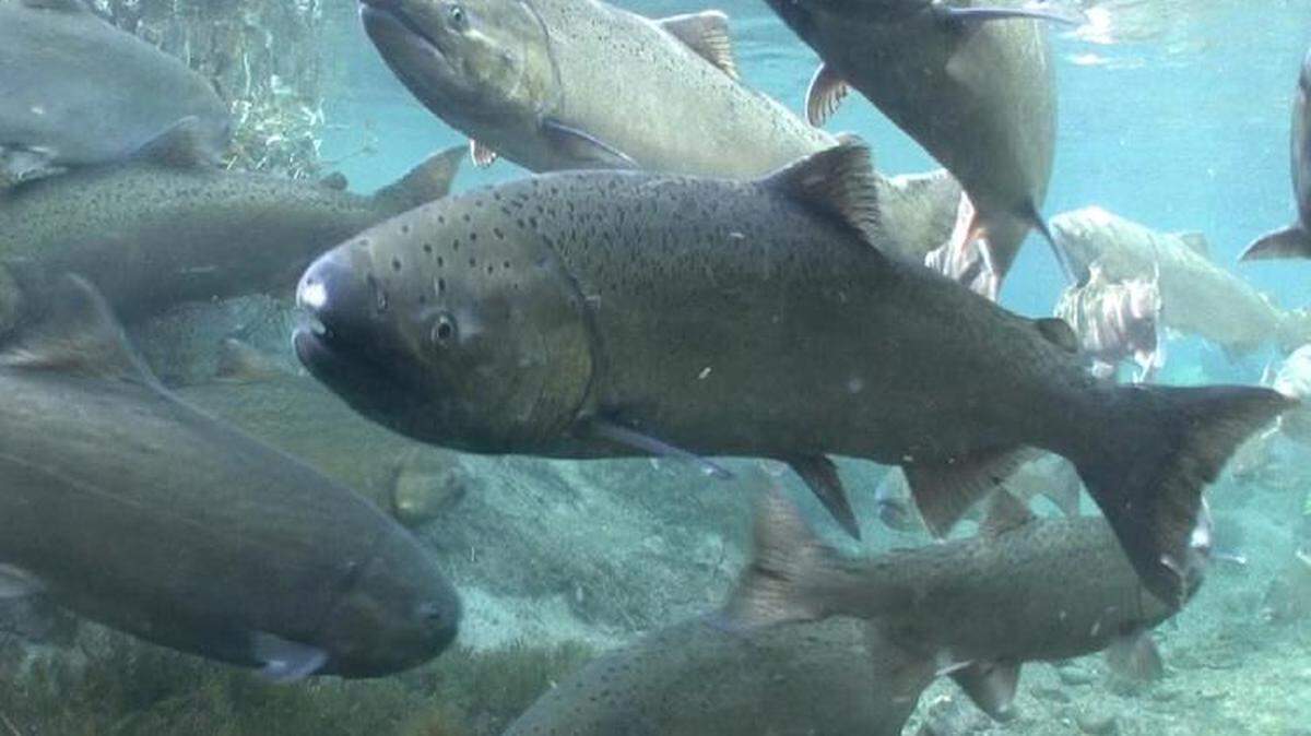Chinook salmon are shown in a file photo.