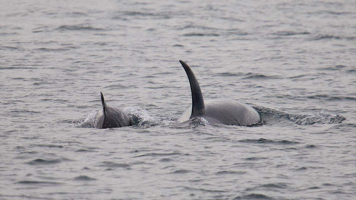 A Bigg’s killer whale calf is seen swimming alongside its mom in the Salish Sea off Washington.