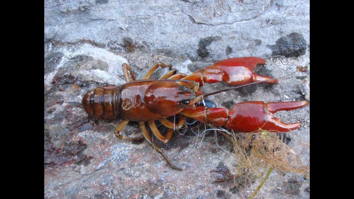 An Okanagan crayfish, which has been identified as a new species, is shown.