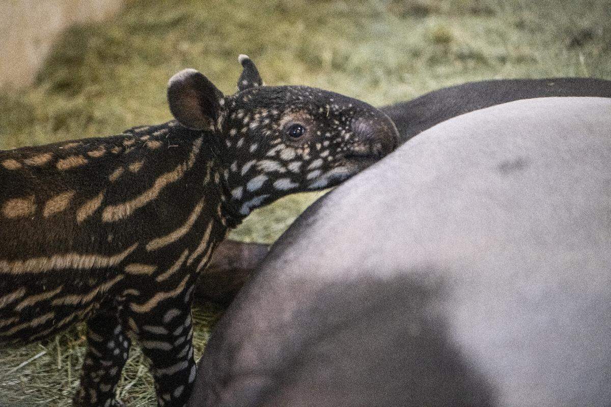 A Malayan tapir calf was born at the Tacoma zoo on Feb. 2.