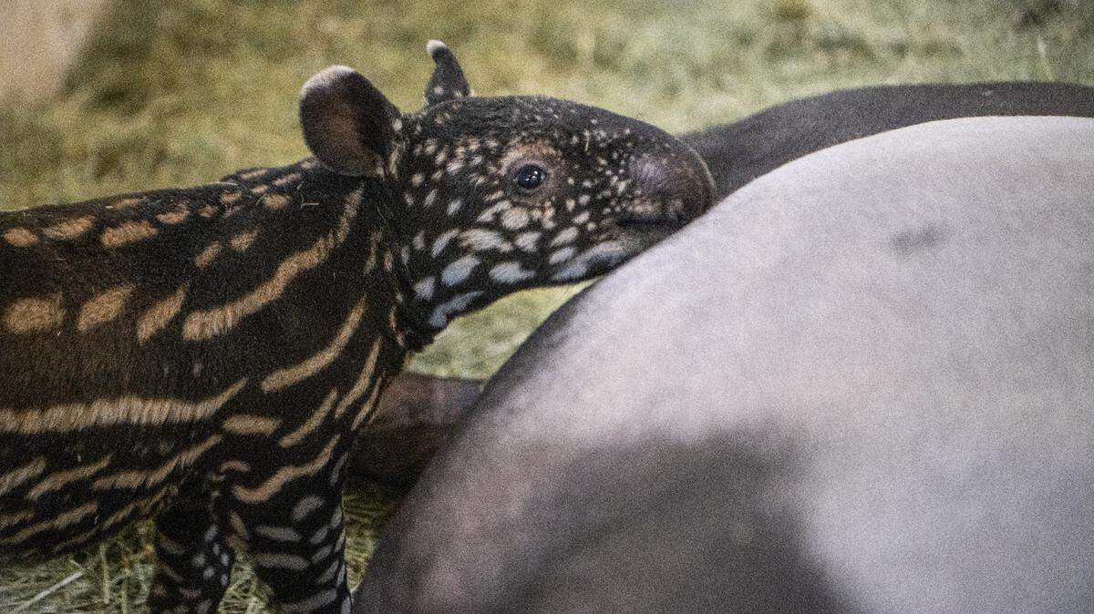 A Malayan tapir calf was born at the Tacoma zoo on Feb. 2.