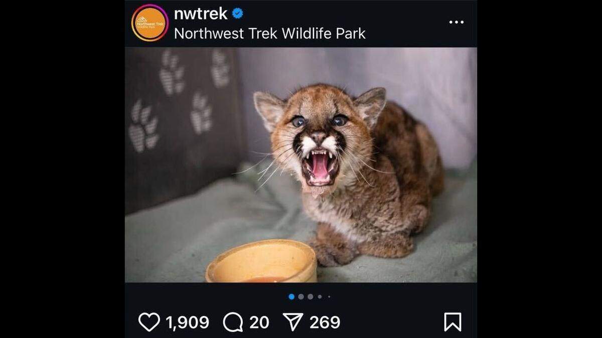 An orphaned mountain lion cub is recovering at a Washington wildlife rescue facility after he was found malnourished in the wild, officials said.