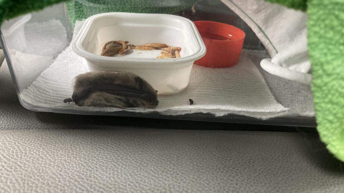 A homeowner discovered a creature caught in their sticky wasp trap on Aug. 28 near Quincy, Washington. A wildlife biologist cleaned the glue off the creature before sending it to a rehabilitator, officials said.