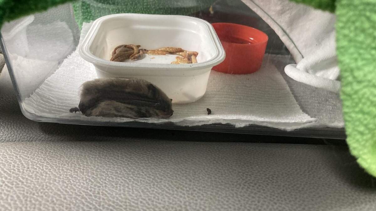 A homeowner discovered a creature caught in their sticky wasp trap on Aug. 28 near Quincy, Washington. A wildlife biologist cleaned the glue off the creature before sending it to a rehabilitator, officials said.
