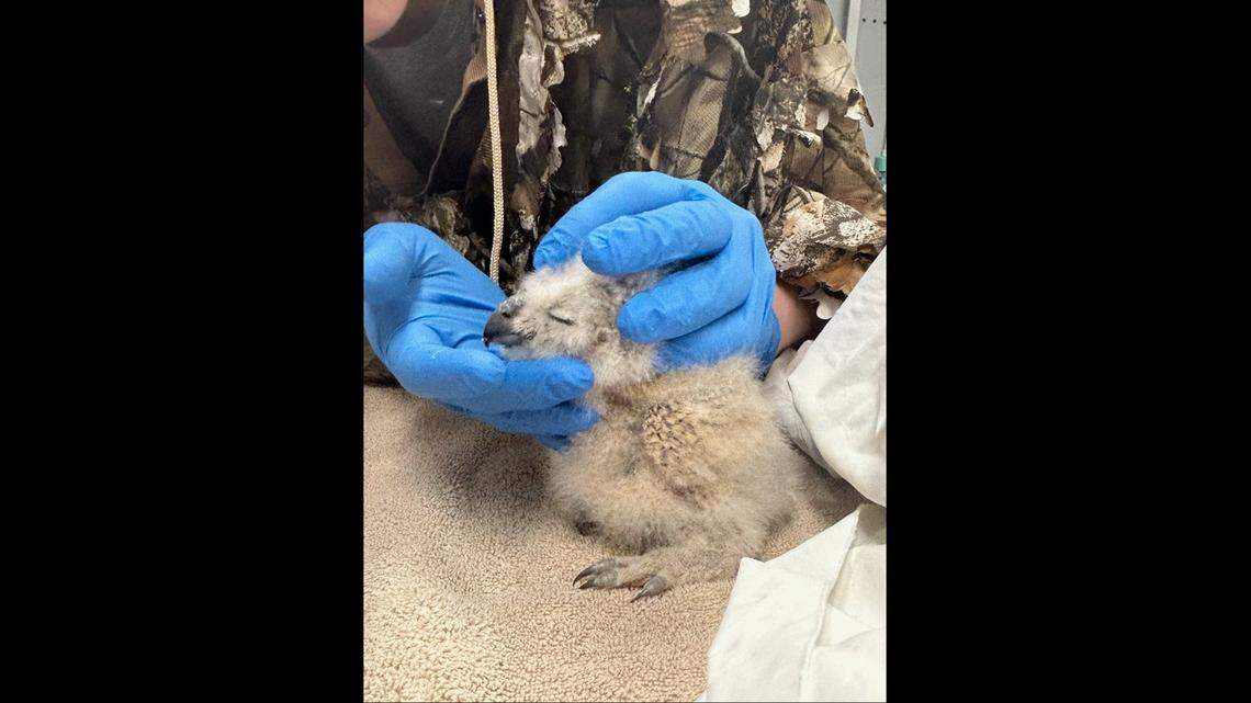 When the nestling arrived for care, the nonprofit said it “had some slight bruising and was hypothermic.”