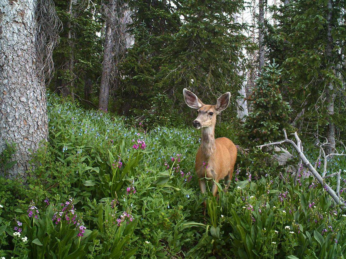 Regulations for picking up roadkill in Washington state depend on where you are.