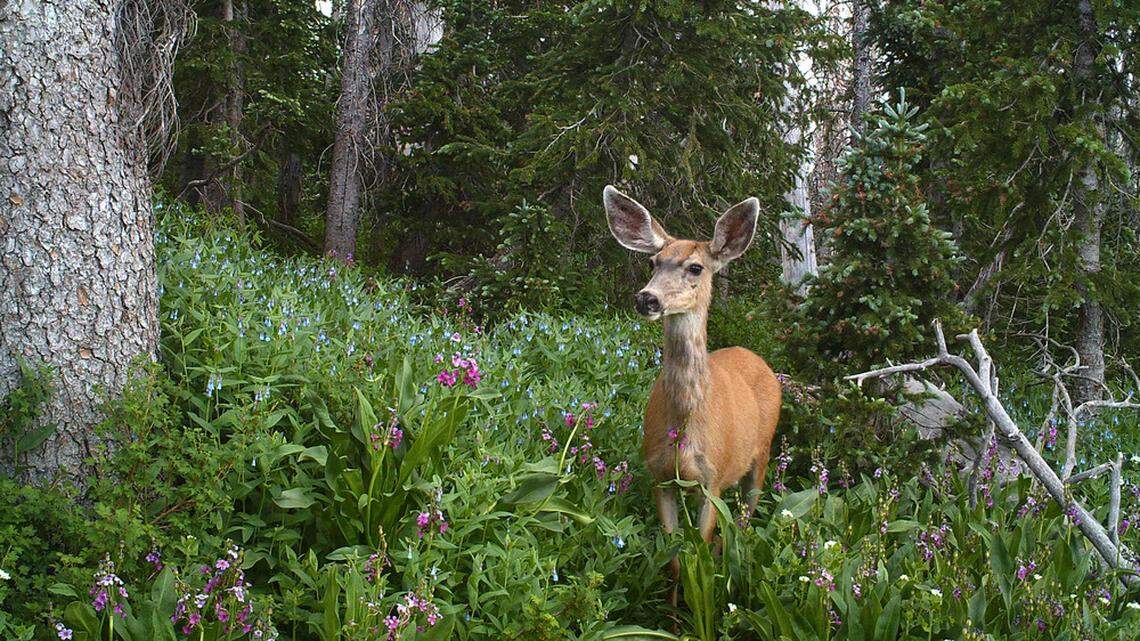 A pregnant doe (not the one pictured) was illegally killed with an arrow on or before May 29 in Stevens County, Washington, police said.