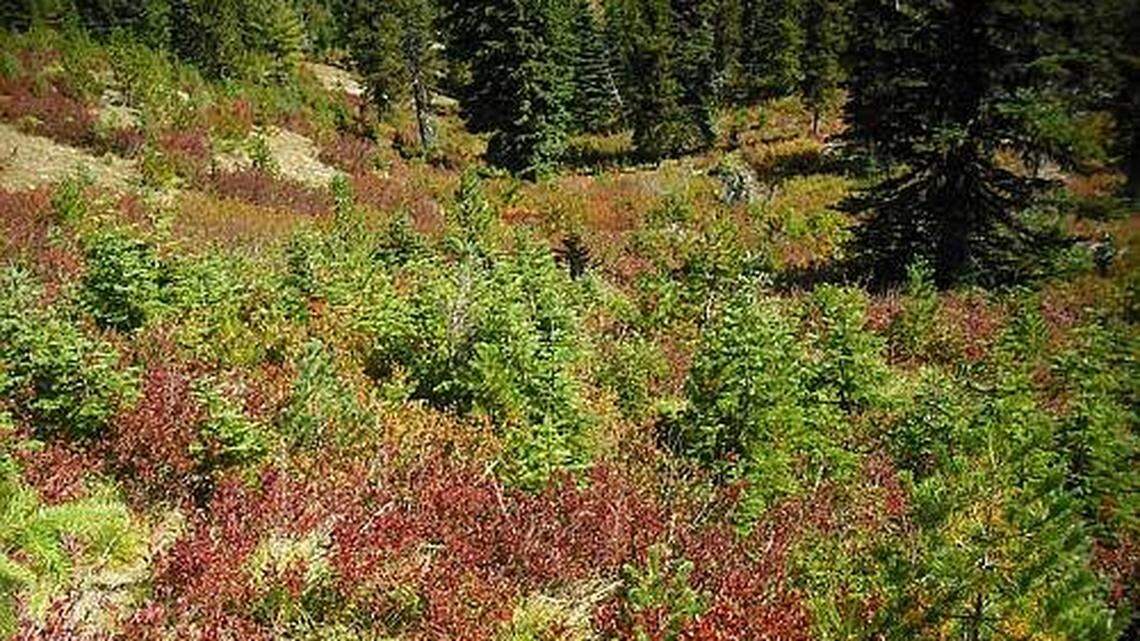 A bear hunter found a human skull in the Sawtooth Berry Fields at Gifford Pinchot National Forest, Washington sheriff’s officials say.