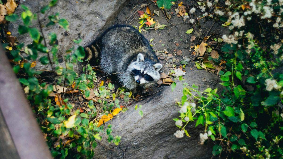 File photo of a raccoon. Wildlife officials advise people not to feed raccoons or other wild animals.