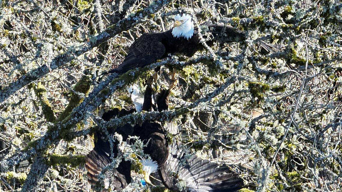 Two bald eagles were spotted with locked talons in a tree in Lake Stevens, Washington, police said.