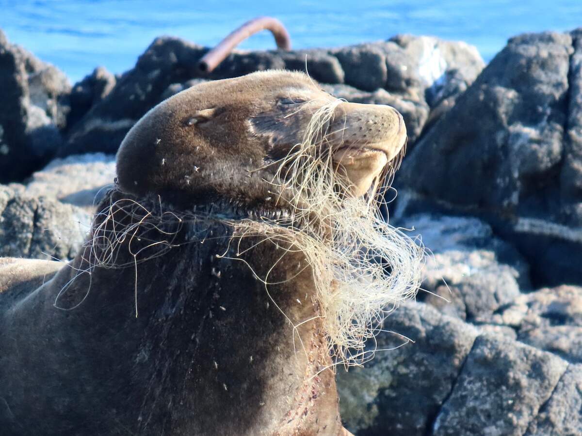 The tangled sea lion spotted at Race Rocks Ecological Reserve.