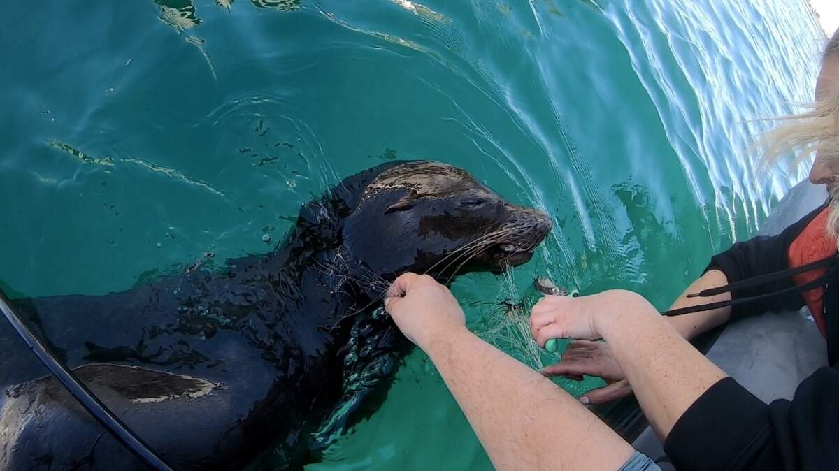A tangled sea lion in Vancouver was injured and unable to eat until rescuers cut it free from a fishing net, a video shows.