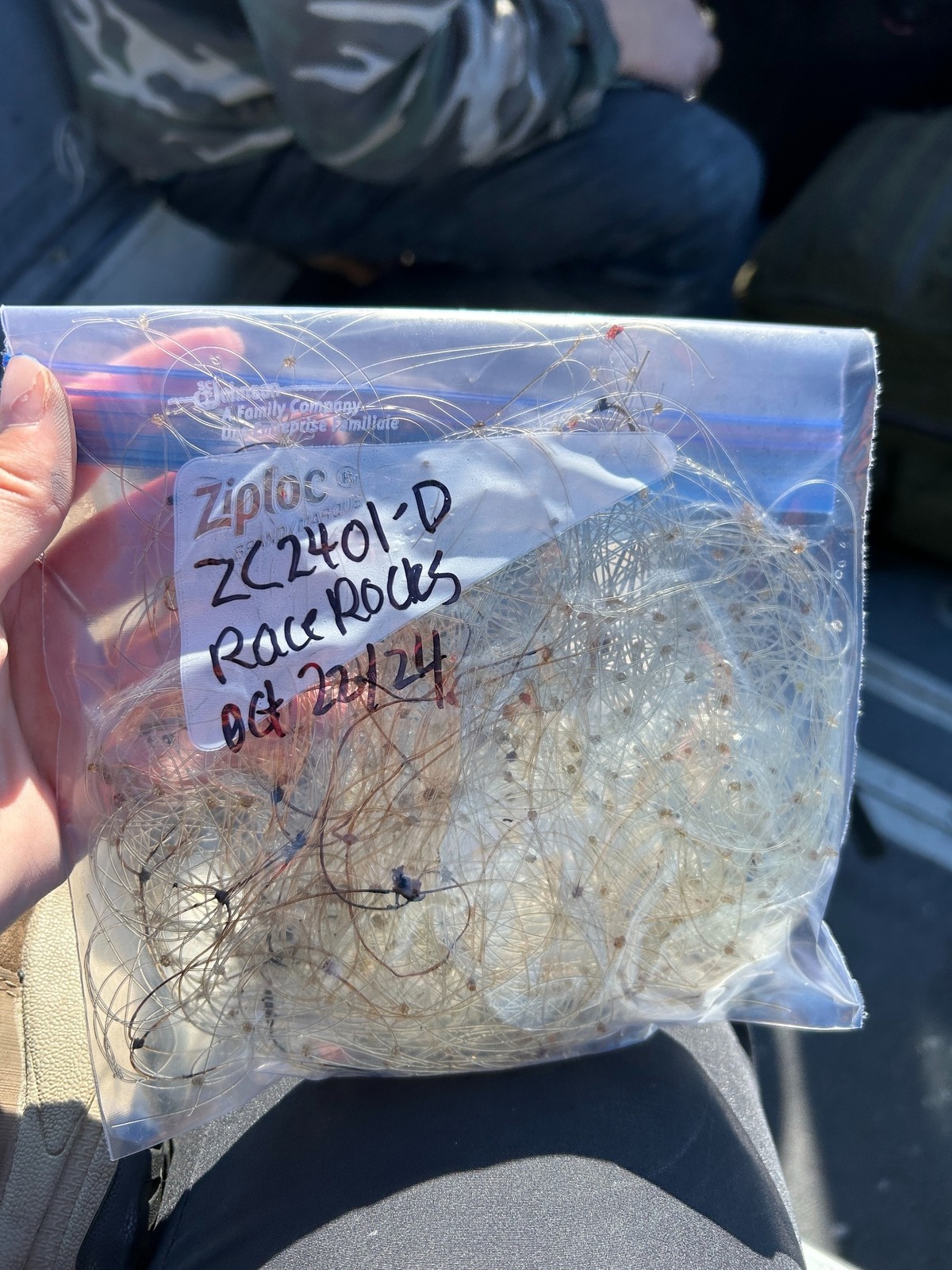 The fishing net after being cut off from the sea lion.