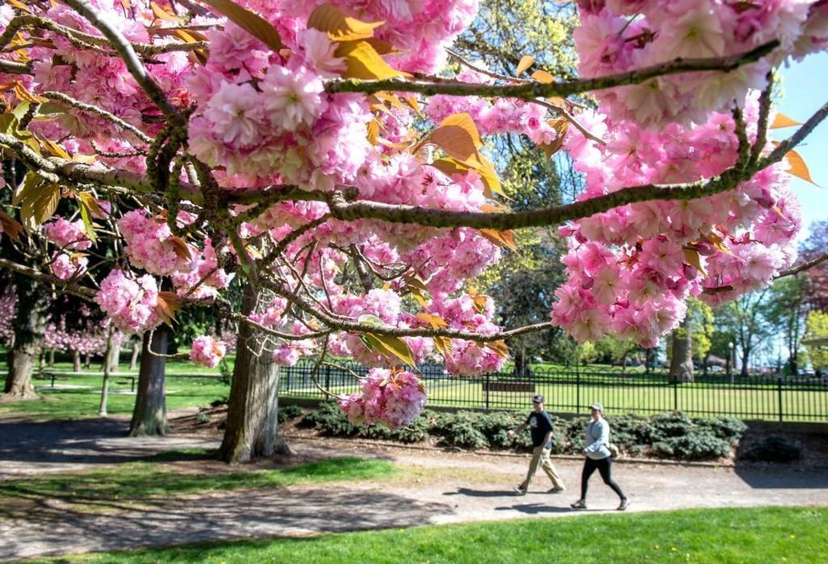 Cherry blossom trees bloom in Wright Park in 2016.