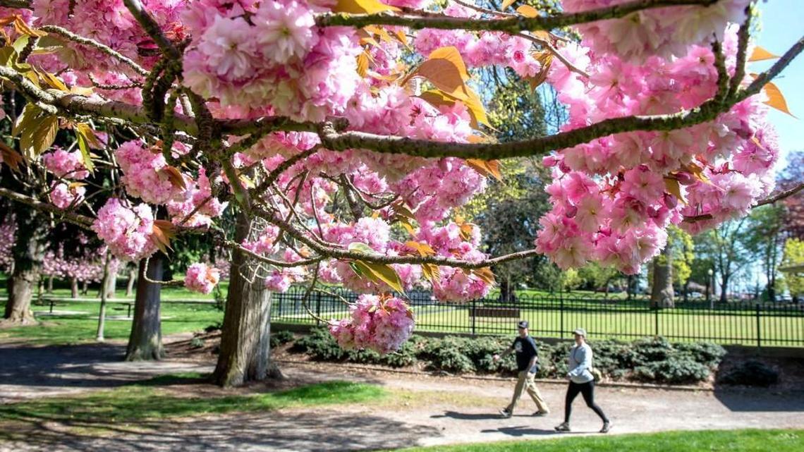 It’s almost cherry blossom season! Here’s where to see them in the Tacoma area