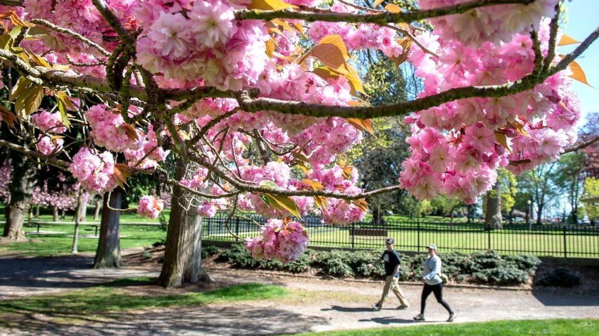 Metro Parks Tacoma, Wright Park, in full bloom.