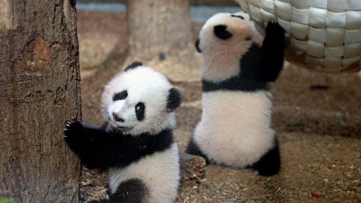 In this Dec. 13, 2013, file photo, Giant Panda twin cubs Mei Lun, left, and Mei Huan play in their habitat at Zoo Atlanta in Atlanta. A group called the Washington Panda Foundation wants to bring pandas to a zoo in Washington state.
